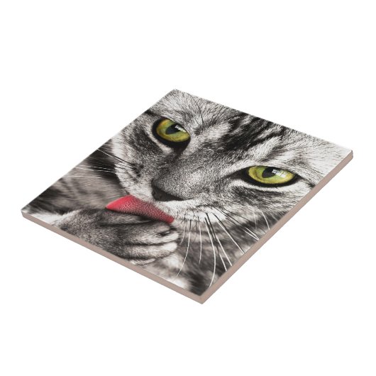 Grijze kat tegeltje (Zijkant)