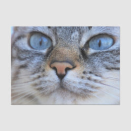 Grijze kat tissuepapier