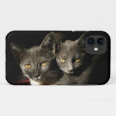 Grijze Katten Foto iPhone SE + iPhone 5/5S Hoesje (Achterkant (horizontaal))
