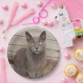 Grijze katten papieren bordje (Feest)