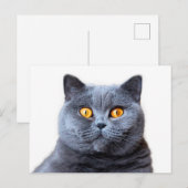 Grijze kattengele ogen briefkaart (Voorkant / Achterkant)
