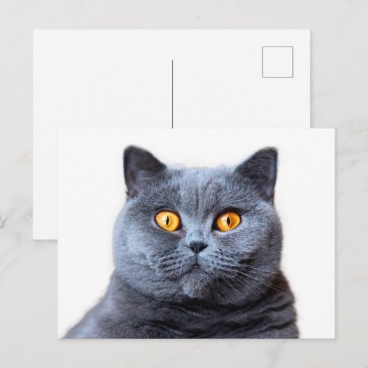 Grijze kattengele ogen briefkaart (Voorkant / Achterkant)