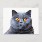 Grijze kattengele ogen briefkaart (Voorkant)