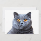 Grijze kattengele ogen kaart (Achterkant)