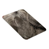 Grijze kattenmagneet magneet (Rechterzijde)