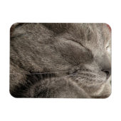Grijze kattenmagneet magneet (Horizontaal)