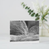 Grijze kattenslaap briefkaart (Staand voorkant)