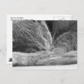 Grijze kattenslaap briefkaart (Voorkant / Achterkant)