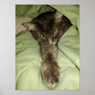 Grijze kattenslaap in een groene tas poster