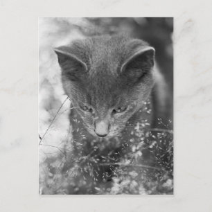 Grijze kattensteen briefkaart