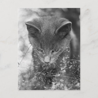 Grijze kattensteen briefkaart