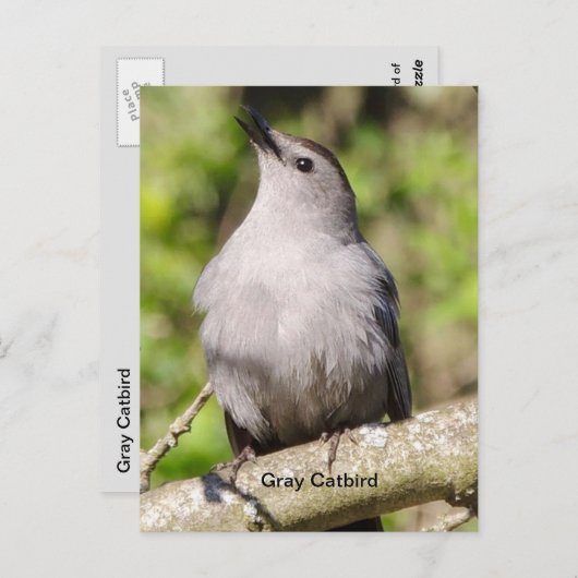 Grijze katvogel briefkaart (Voorkant / Achterkant)