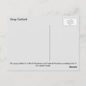 Grijze katvogel briefkaart (Achterkant)