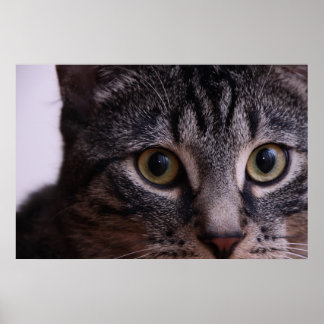 Grijze Kitten Face 2 Poster