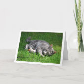 Grijze kitten leggen op gazon kaart (Voorkant)