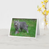 Grijze kitten op gazon kaart (Gele Bloem)