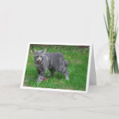 Grijze kitten op gazon kaart (Voorkant)