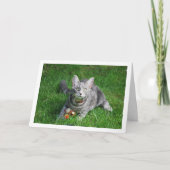 Grijze Kitten op gazon met Speelgoed Kaart (Voorkant)