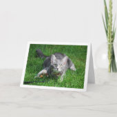 Grijze Kitten op gazon met Speelgoed Kaart (Voorkant)