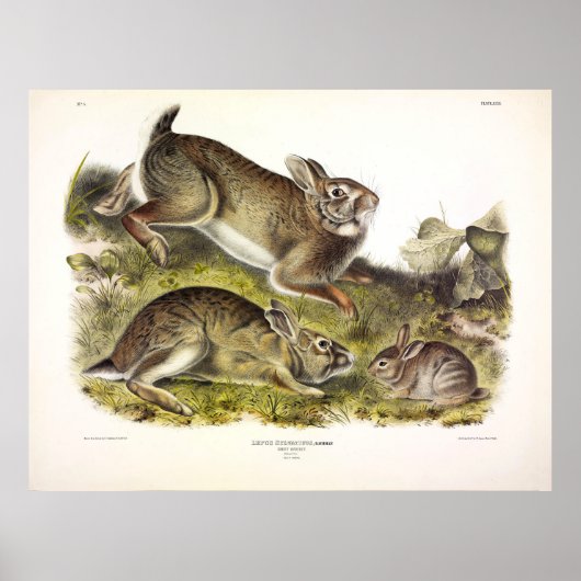 Grijze konijn / oostelijk katoenstaart van Audubon Poster (Voorkant)