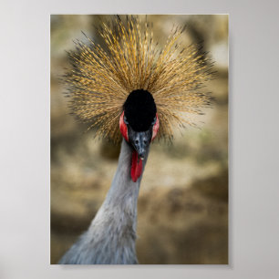 Grijze Kroonkraan Portret met Gouden Kuif Poster