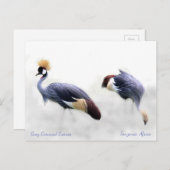 Grijze kruiperen briefkaart (Voorkant / Achterkant)