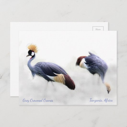 Grijze kruiperen briefkaart (Voorkant / Achterkant)