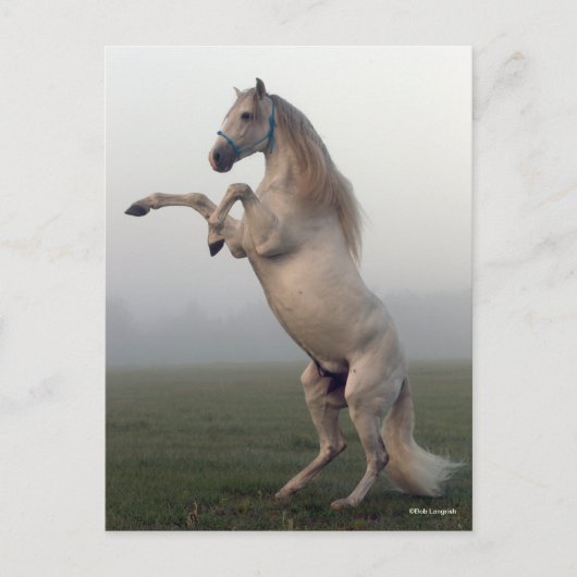 Grijze leeuwenkwekerij in de glazen mist briefkaart (Voorkant)