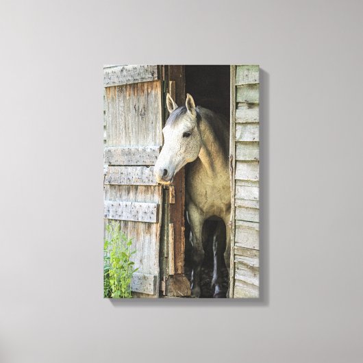 Grijze Mare Horse & Barn Rustic Canvas Afdrukken (Voorkant)