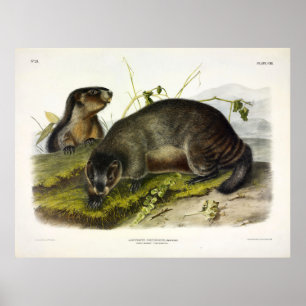 Grijze marmot, The Whistler door Audubon Poster