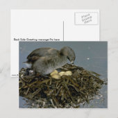 Grijze met nestkieuwen briefkaart (Voorkant / Achterkant)
