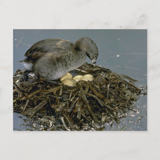 Grijze met nestkieuwen briefkaart (Voorkant)