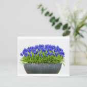 Grijze metalen bloemdoos met blauwe druif briefkaart (Staand voorkant)