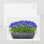 Grijze metalen bloemdoos met blauwe druif briefkaart (Voorkant / Achterkant)
