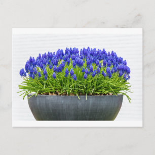Grijze metalen bloemdoos met blauwe druif briefkaart