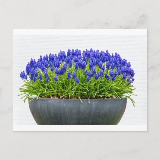 Grijze metalen bloemdoos met blauwe druif briefkaart (Voorkant)