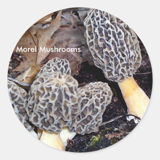 Grijze Morels, Morel Paddenstoelen Ronde Sticker (Voorkant)