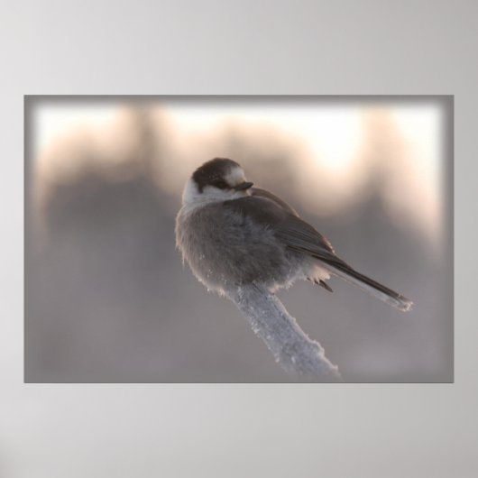 grijze munt 2 poster (Voorkant)