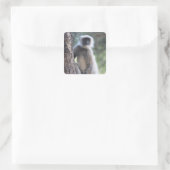 Grijze of gewone of Hanuman langur Vierkante Sticker (Tas)