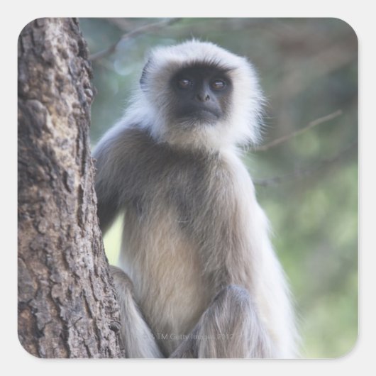 Grijze of gewone of Hanuman langur Vierkante Sticker (Voorkant)