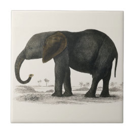  grijze olifant (1848) van Oliver Goldsmith Tegeltje
