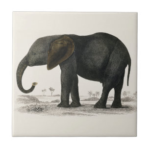 grijze olifant (1848) van Oliver Goldsmith Tegeltje