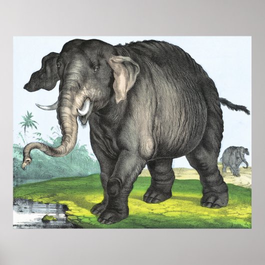 Grijze olifant poster (Voorkant)