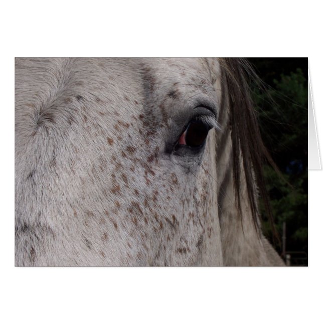 Grijze Paard kaart (Voorkant Horizontaal)