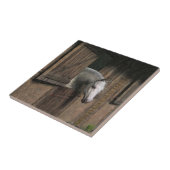 Grijze paarden aan de stabiele deur tegeltje (Zijkant)