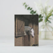 Grijze paarden aan het Briefkaart van de Stabiele (Staand voorkant)