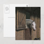 Grijze paarden aan het Briefkaart van de Stabiele (Voorkant / Achterkant)