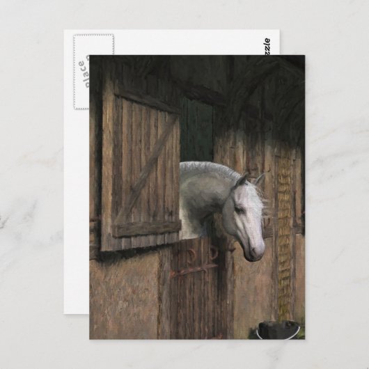 Grijze paarden aan het Briefkaart van de Stabiele  (Voorkant / Achterkant)