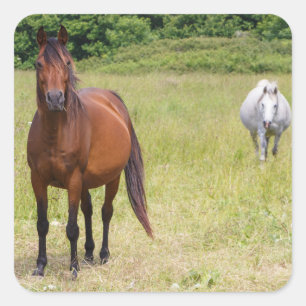 Grijze paarden en baaien vierkante sticker