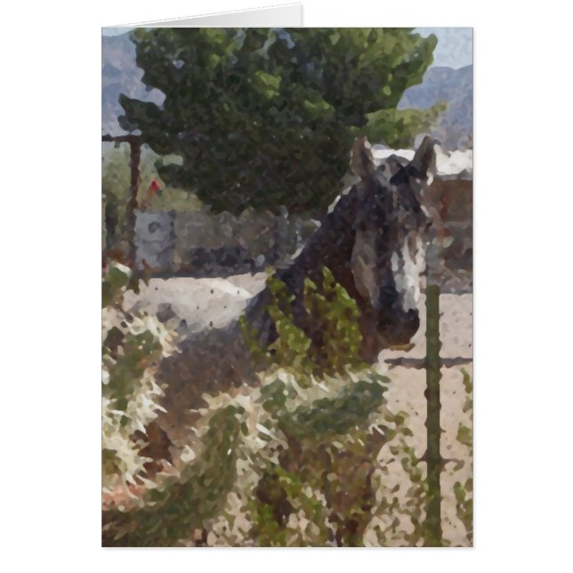 Grijze paarden in Catcus (Voorkant)